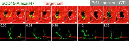 ֮ǰCTLϸ��������ϸ����ϸ��Ĥ����������������������ڡ�ߵ�����ء�